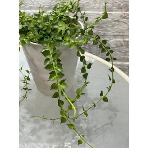 観葉植物 ディスキディア ミリオンハート 4号...の詳細画像1