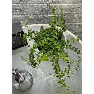 観葉植物 ディスキディア ミリオンハート 4号...の詳細画像2