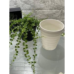観葉植物 ディスキディア ミリオンハート 4号...の詳細画像3