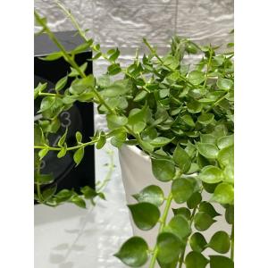 観葉植物 ディスキディア ミリオンハート 4号...の詳細画像4