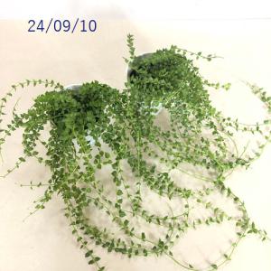 観葉植物 ディスキディア ミリオンハート 4号...の詳細画像5