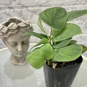 観葉植物 スキンダプサス ダークグリーン 3号ロ...の商品画像