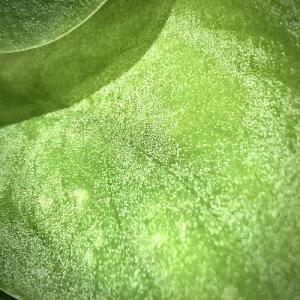 観葉植物 スキンダプサス ダークグリーン 3号...の詳細画像2