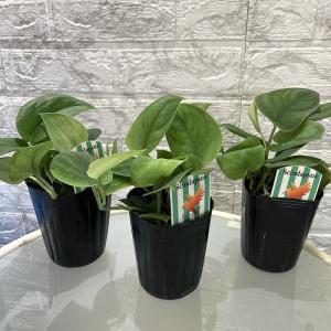 観葉植物 スキンダプサス ダークグリーン 3号...の詳細画像3