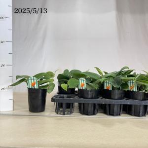 観葉植物 スキンダプサス ダークグリーン 3号...の詳細画像4