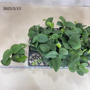 観葉植物 スキンダプサス ダークグリーン 3号...の詳細画像5