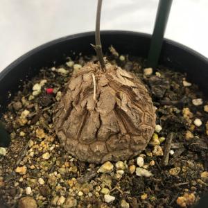 塊根植物 亀甲竜 4号 個体G コーデックス ...の詳細画像2