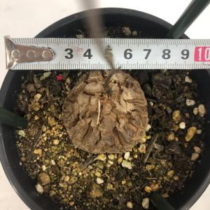 塊根植物 亀甲竜 4号 個体G コーデックス ...の詳細画像3