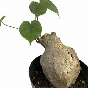 塊根植物　フィルミアナ コロラータ 5号 個体B　インテリアグリーン オシャレ コーデックス 珍奇植物 ビザールプランツ 珍しい