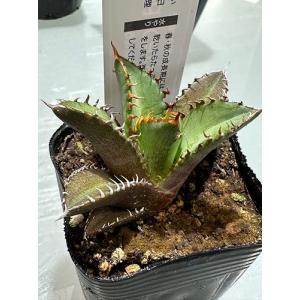 多肉植物 アガベ チタノタ レッドキャットウィー...の商品画像