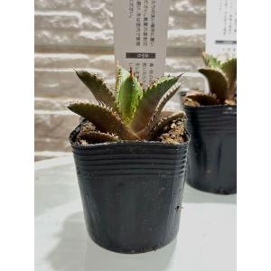 多肉植物 アガベ チタノタ レッドキャットウィ...の詳細画像2