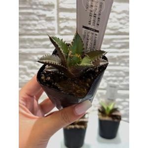 多肉植物 アガベ チタノタ レッドキャットウィ...の詳細画像4