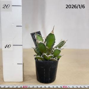 多肉植物 アガベ チタノタ レッドキャットウィ...の詳細画像5
