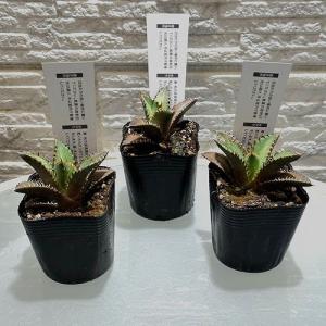 多肉植物 アガベ チタノタ レッドキャットウィ...の詳細画像1