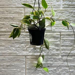 観葉植物 アグラオネマ Aglaonema spp.ファンロンレッド 3号ロング透明