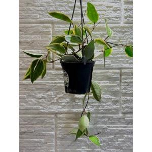 観葉植物 ホヤ ゴールデンマージン 4号吊り鉢...の詳細画像1
