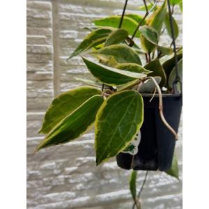 観葉植物 ホヤ ゴールデンマージン 4号吊り鉢...の詳細画像2