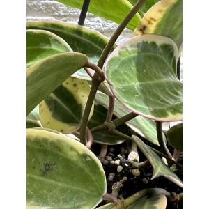観葉植物 ホヤ ゴールデンマージン 4号吊り鉢...の詳細画像3