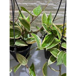 観葉植物 ホヤ ゴールデンマージン 4号吊り鉢...の詳細画像5