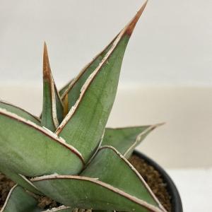 多肉植物 サンセベリア(サンスベリア) ピンギキ...の商品画像