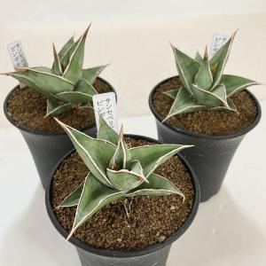 多肉植物 サンセベリア(サンスベリア) ピンギ...の詳細画像1