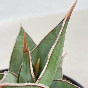 多肉植物 サンセベリア(サンスベリア) ピンギ...の詳細画像2
