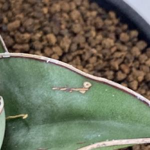 多肉植物 サンセベリア(サンスベリア) ピンギ...の詳細画像3