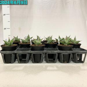 多肉植物 サンセベリア(サンスベリア) ピンギ...の詳細画像4