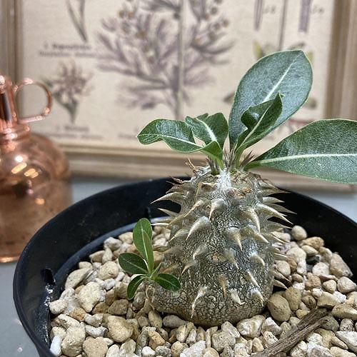 【訳あり特価】パキポディウム 恵比寿大黒(個体おまかせ1鉢) 3.5号　塊根植物 コーデックス レア...