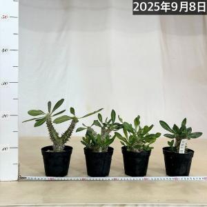 【訳あり特価】パキポディウム 恵比寿大黒(個体...の詳細画像1