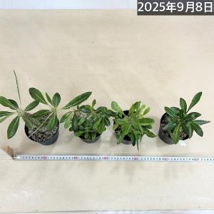 【訳あり特価】パキポディウム 恵比寿大黒(個体...の詳細画像2