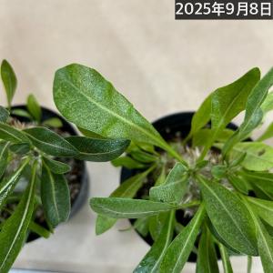 【訳あり特価】パキポディウム 恵比寿大黒(個体...の詳細画像3