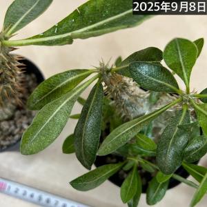 【訳あり特価】パキポディウム 恵比寿大黒(個体...の詳細画像4