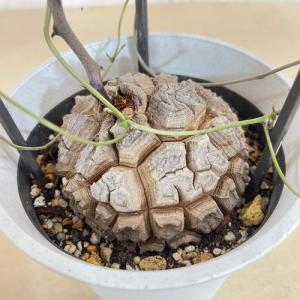 コーデックス：アフリカ亀甲竜*塊根幅10.5cm 現品！一品限り
