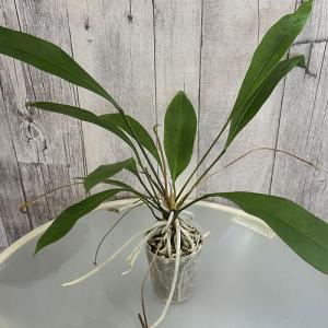 観葉植物 アンスリウム(アンスリューム) グラ...の詳細画像1