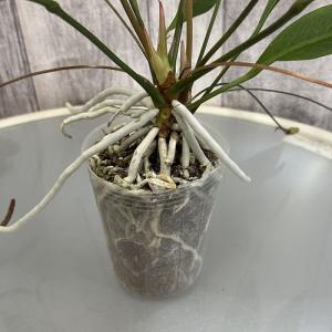 観葉植物 アンスリウム(アンスリューム) グラ...の詳細画像2