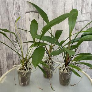 観葉植物 アンスリウム(アンスリューム) グラ...の詳細画像3
