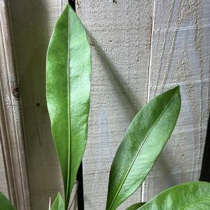 観葉植物 アンスリウム(アンスリューム) グラ...の詳細画像4