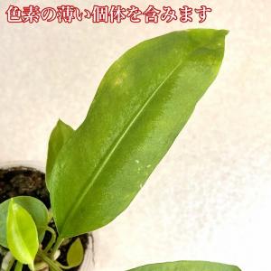 観葉植物 アンスリウム(アンスリューム) グラ...の詳細画像5