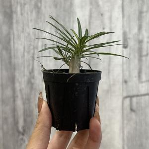 多肉植物 パキポディウム ロスラツム グラキリ...の詳細画像2