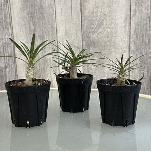多肉植物 パキポディウム ロスラツム グラキリ...の詳細画像3