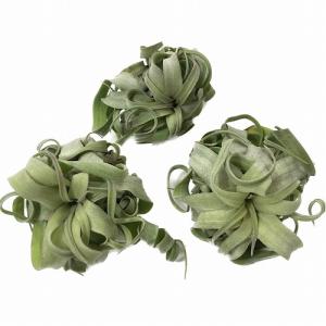 人気 エアプランツ ストレプトフィラ SSSサ...の詳細画像1