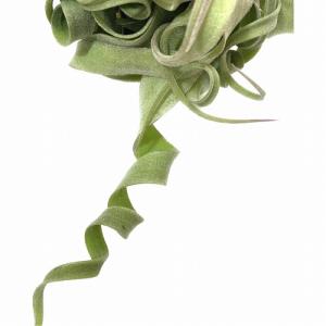 人気 エアプランツ ストレプトフィラ SSSサ...の詳細画像3