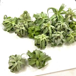 人気 エアプランツ ストレプトフィラ SSSサ...の詳細画像4