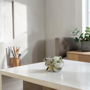 人気 エアプランツ ストレプトフィラ SSSサ...の詳細画像5