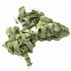 人気 エアプランツ ストレプトフィラ SSSサ...の詳細画像2