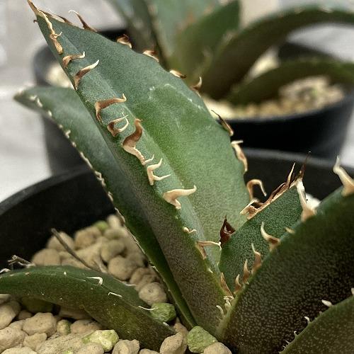 【訳あり特価】アガベ チタノタ 白鯨 3号【現品】　ミニ 小さいサイズ 小株 苗 多肉植物 インテリ...