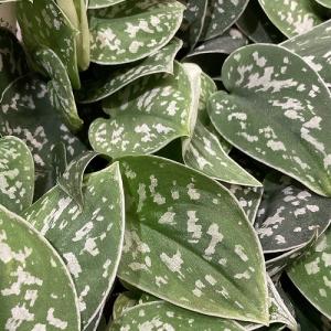 観葉植物 スキンダプサス ピクタス アルギレウス...の商品画像