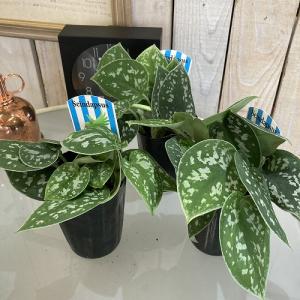 観葉植物 スキンダプサス ピクタス アルギレウ...の詳細画像1