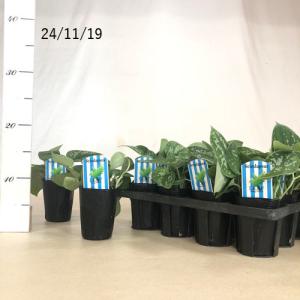 観葉植物 スキンダプサス ピクタス アルギレウ...の詳細画像2